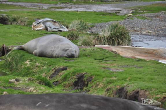 Elefante-marinho descansa em Grytviken, na Geórgia do Sul
